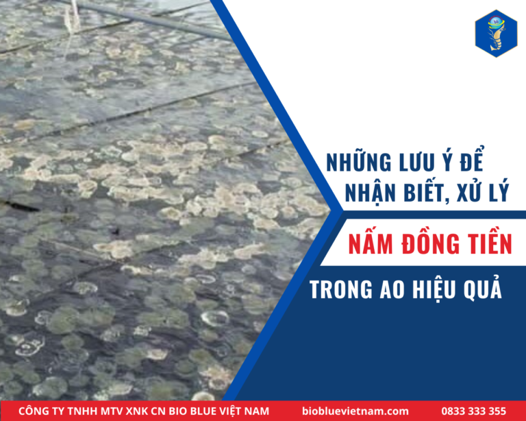 nam-dong-tien-ao-tom