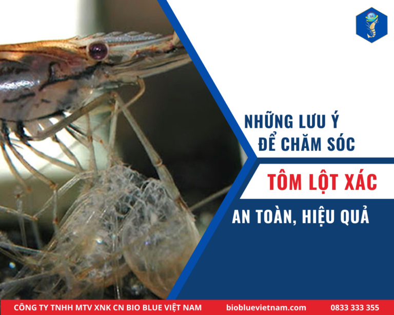 NHỮNG LƯU Ý CẦN BIẾT ĐỂ CHĂM SÓC TÔM LỘT XÁC
