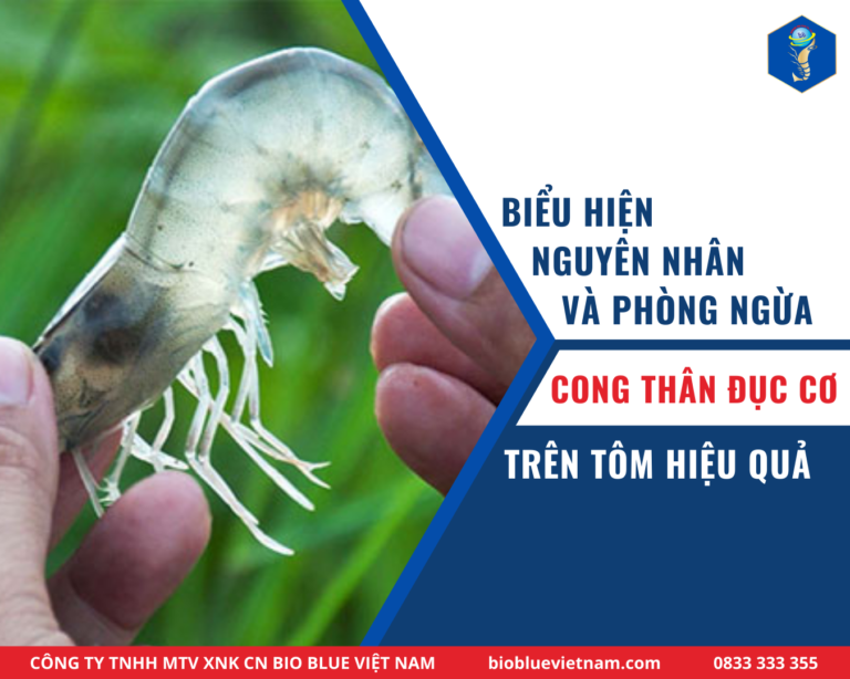 cong-than-duc-co-tren-tom