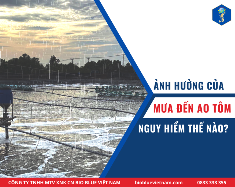 anh-huong-cua-mua-mua-doi-voi-tom