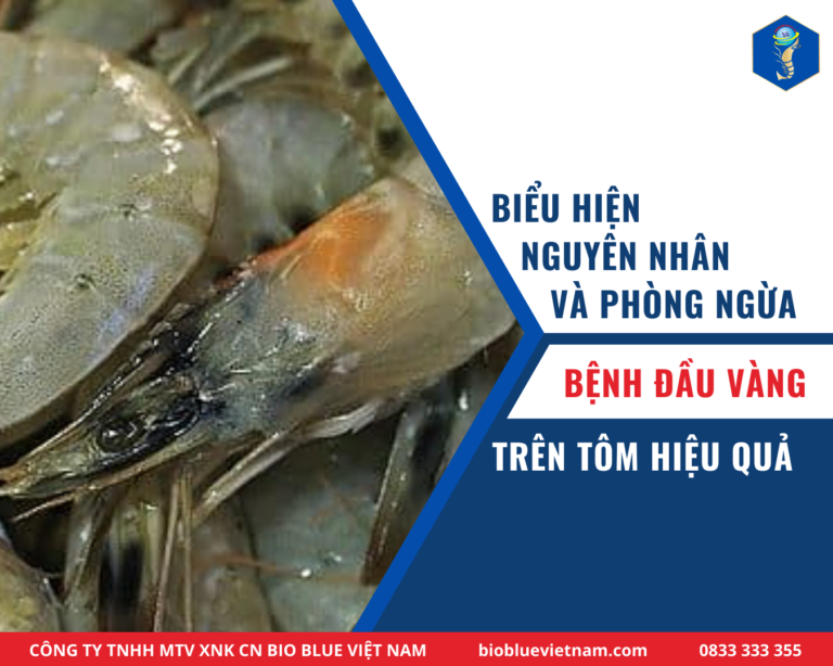 benh-dau-vang-tren-tom