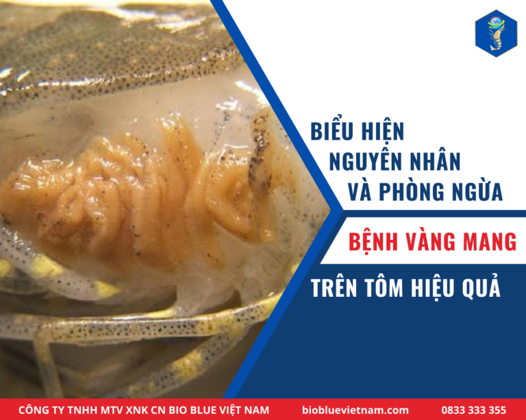 benh-vang-mang-tren-tom