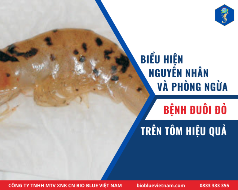 BỆNH ĐUÔI ĐỎ - TAURA TRÊN TÔM