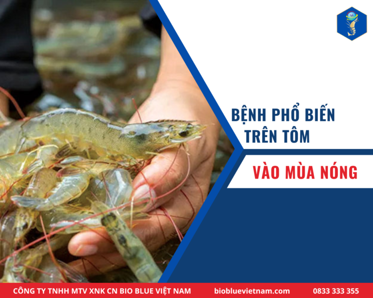 BỆNH PHỔ BIẾN TRÊN TÔM MÙA NÓNG