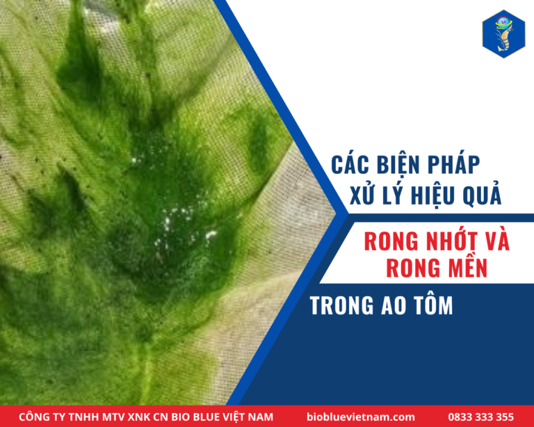 RONG NHỚT, RONG MỀN