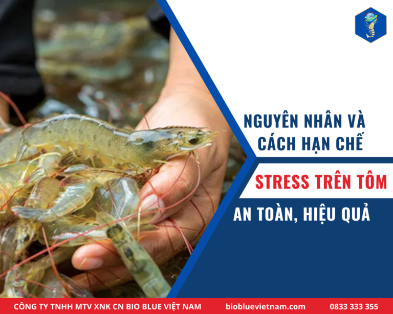 STRESS TRÊN TÔM