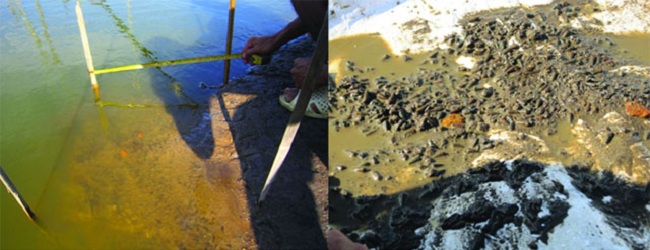 Cách diệt ốc đinh trong vuông tôm