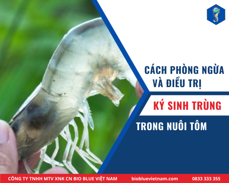 CÁCH PHÒNG VÀ ĐIỀU TRỊ KÝ SINH TRÙNG TRÊN TÔM
