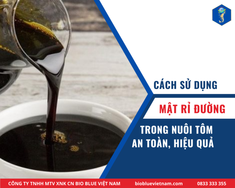 MẬT RỈ ĐƯỜNG TRONG NUÔI TÔM