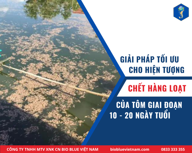 Giải pháp tối ưu cho hiện tượng chết hàng loạt của tôm nhỏ