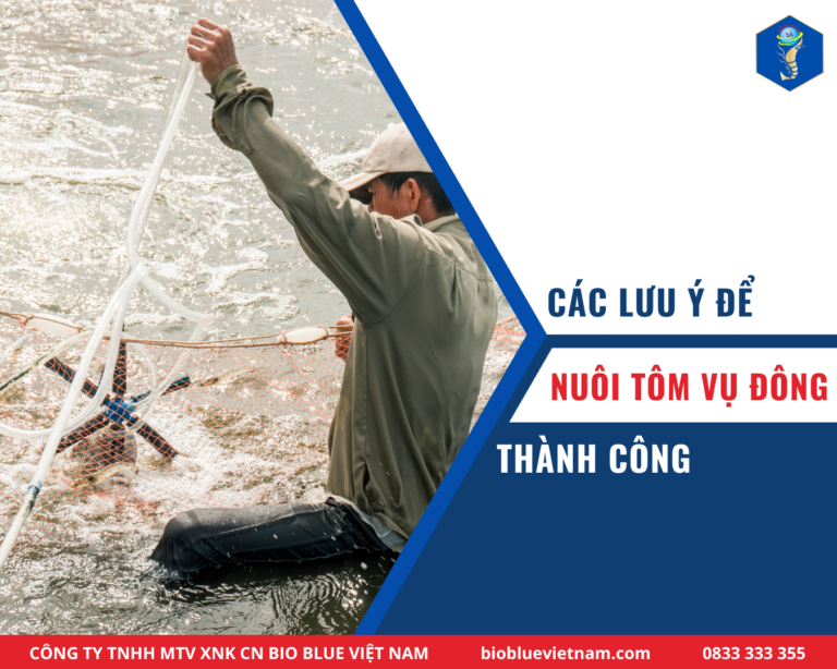 CÁC LƯU Ý KHI ĐỂ NUÔI TÔM VỤ ĐÔNG THÀNH CÔNG