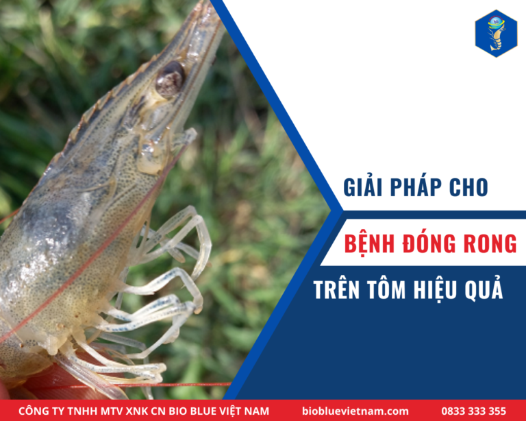 GIẢI PHÁP CHO BỆNH ĐÓNG RONG TRÊN TÔM