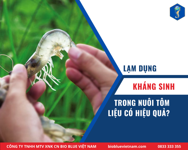LẠM DỤNG KHÁNG SINH TRONG NUÔI TÔM LIỆU CÓ HIỆU QUẢ