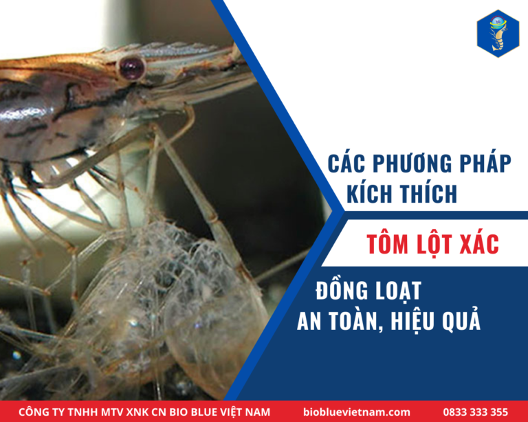 PHƯƠNG PHÁP KÍCH THÍCH TÔM LỘT XÁC ĐỒNG LOẠT