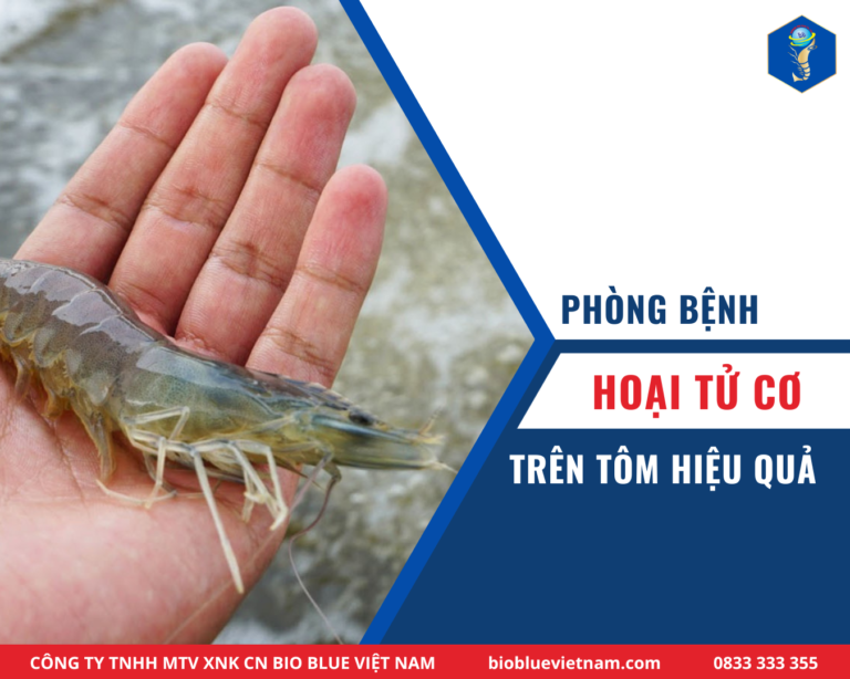 PHÒNG BỆNH HOẠI TỬ CƠ TRÊN TÔM HIỆU QUẢ