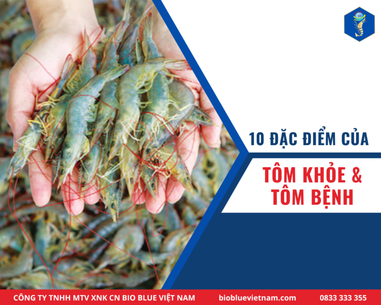10 ĐẶC ĐIỂM CỦA TÔM KHỎE VÀ TÔM BỆNH