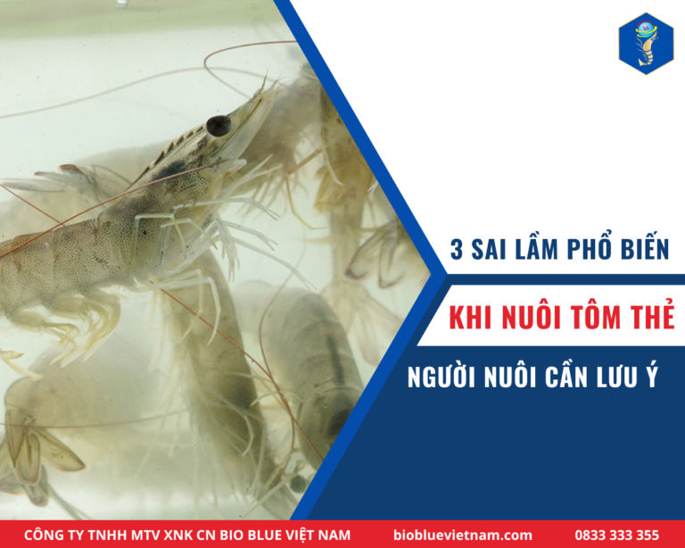 3 SAI LẦM PHỔ BIẾN KHI NUÔI TÔM THẺ NGƯỜI NUÔI CẦN LƯU Ý