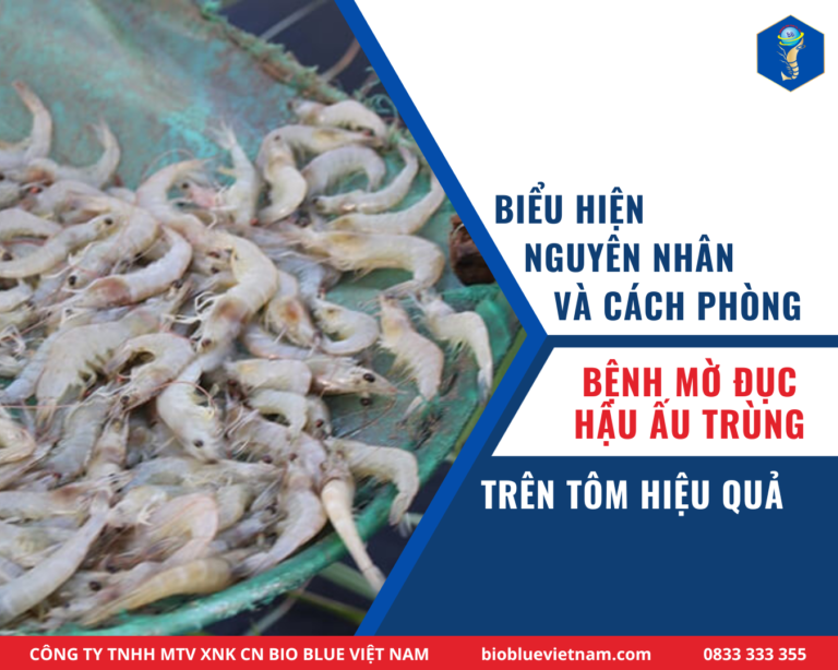 BỆNH MỜ ĐỤC HẬU ẤU TRÙNG TPD TRÊN TÔM