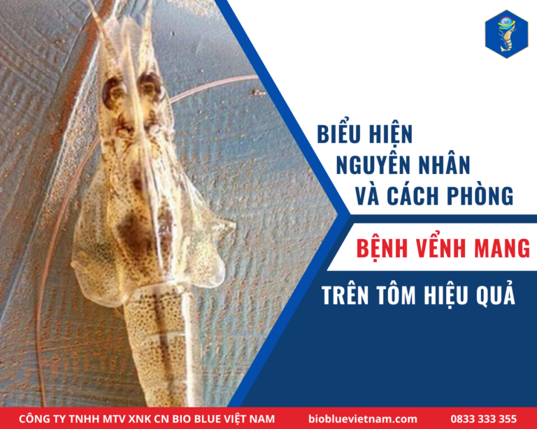 BỆNH VỂNH MANG TÔM