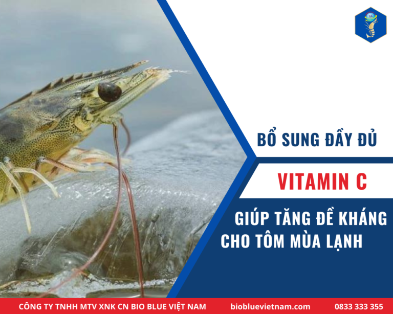 BỔ SUNG VITAMIN C GIÚP TĂNG ĐỀ KHÁNG CHO TÔM VÀO MÙA LẠNH