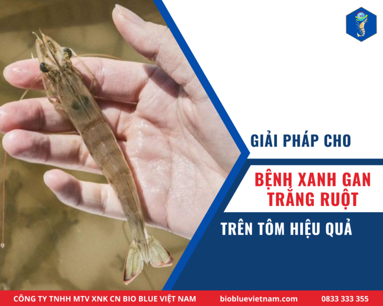 GIẢI PHÁP CHO BỆNH XANH GAN, TRẮNG RUỘT HIỆU QUẢ