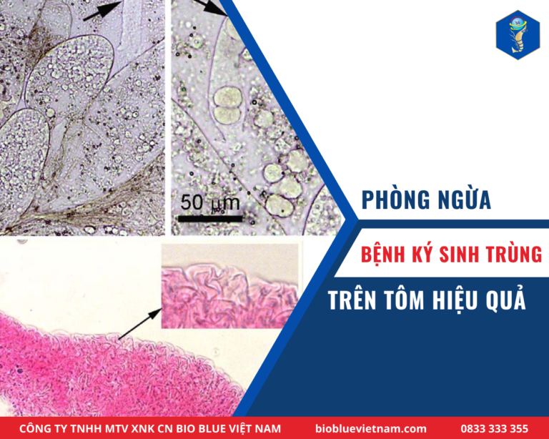 PHÒNG NGỪA BỆNH KÝ SINH TRÙNG TRÊN TÔM HIỆU QUẢ