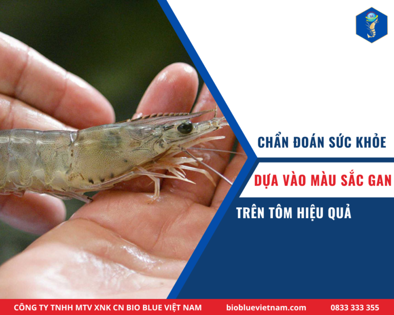 Chẩn đoán sức khỏe của tôm qua màu gan