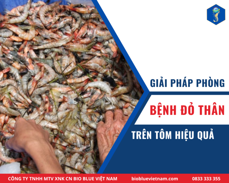 GIAI-PHAP-PHONG-BENH-DO-THAN-O-TOM
