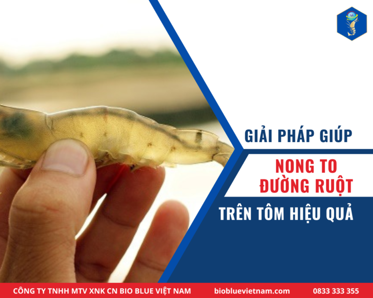 NONG TO ĐƯỜNG RUỘT