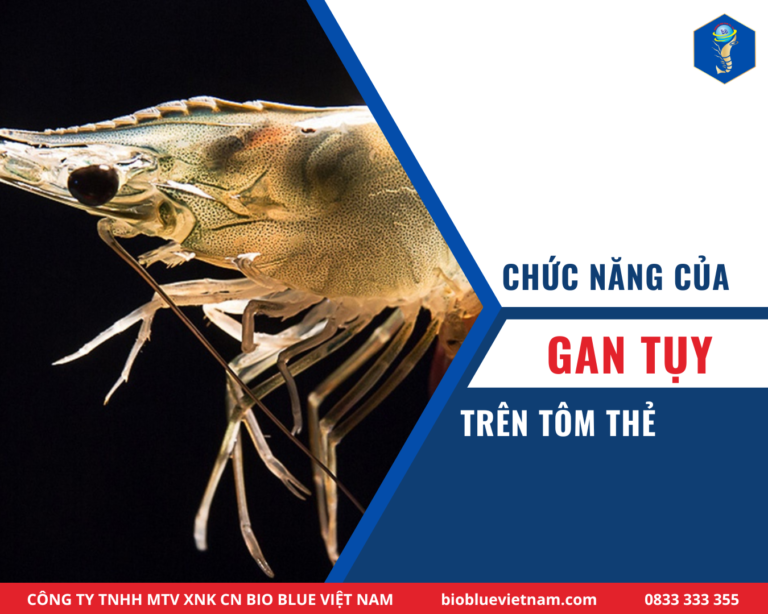 chức năng của gan tụy trên tôm thẻ (1)