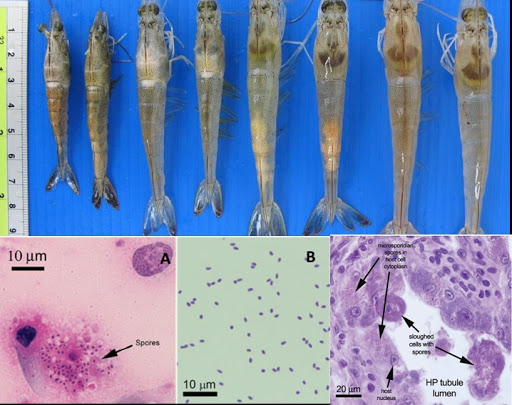 tom-bi-vi-bao-tu-trung-bio-blue-viet-nam