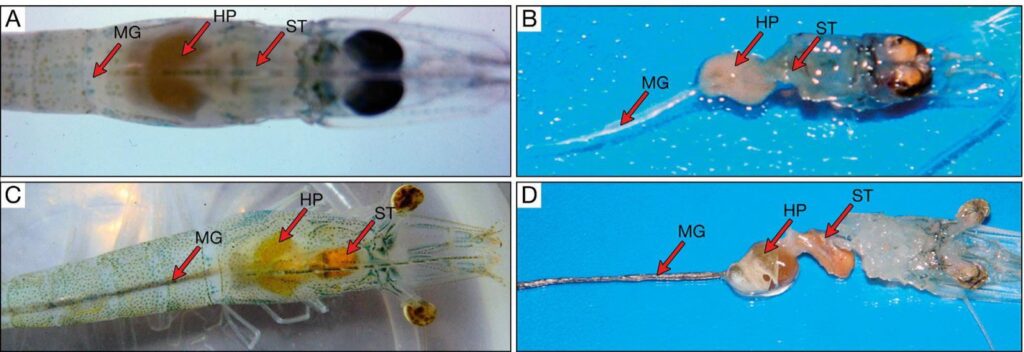 Cấu tạo của tôm